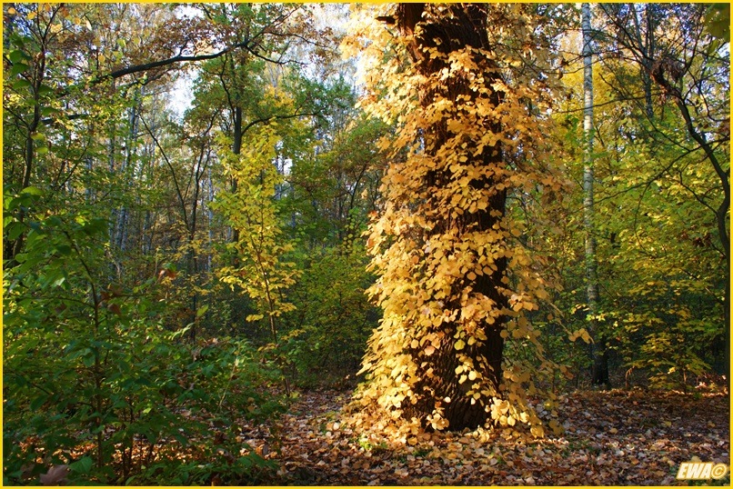 Kolory Jesieni - Blog 10