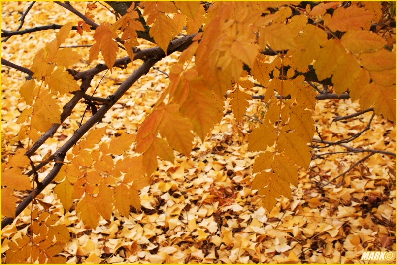 Kolory Jesieni - Blog 23