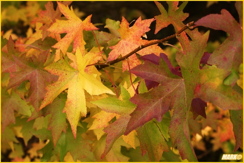 Kolory Jesieni - Blog 28