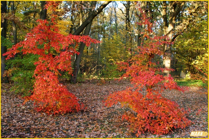 Kolory Jesieni - Blog 29