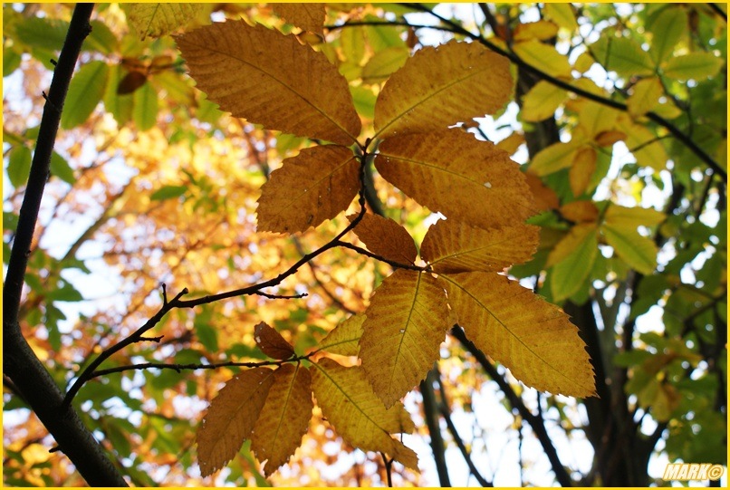 Kolory Jesieni - Blog 32