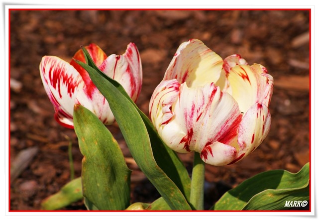 Tulipany  (5)