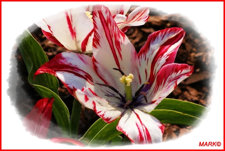 Tulipany - Blog  (9)